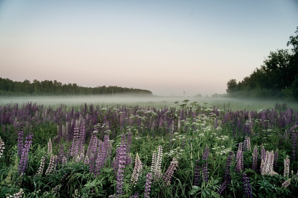 Photograph by Александр Кочергин