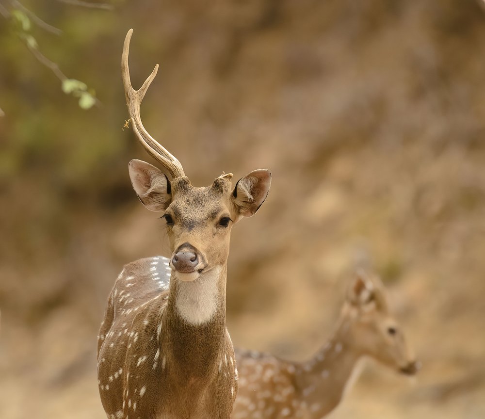 Photograph by Nirmala Nair