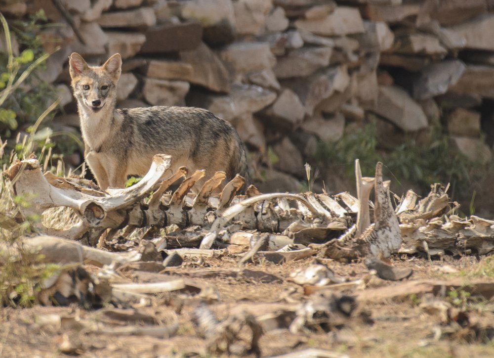 Photograph by Nirmala Nair