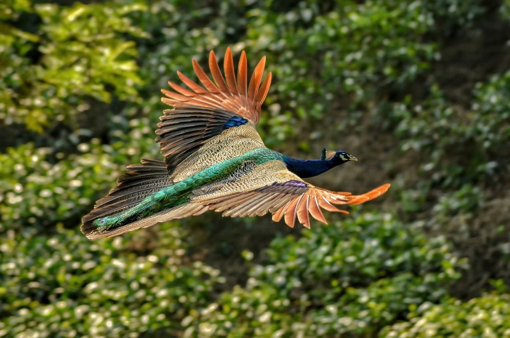 Photograph by Salu Salman Farasy