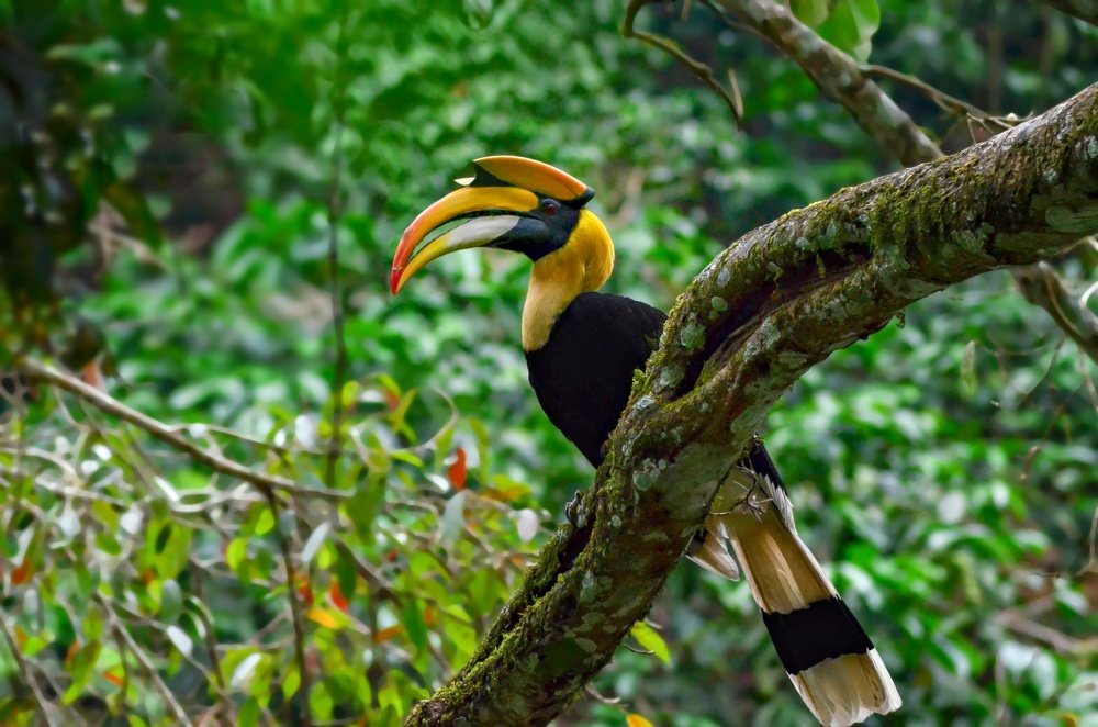 Photograph by Salu Salman Farasy