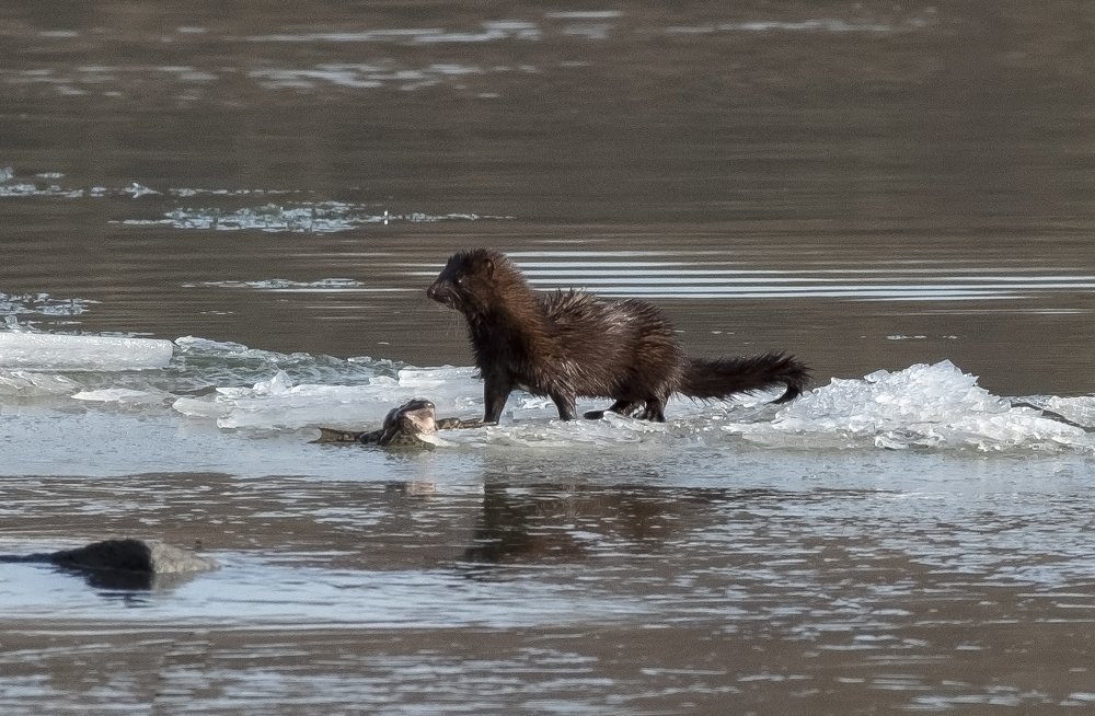 Photograph by Микола Мороз