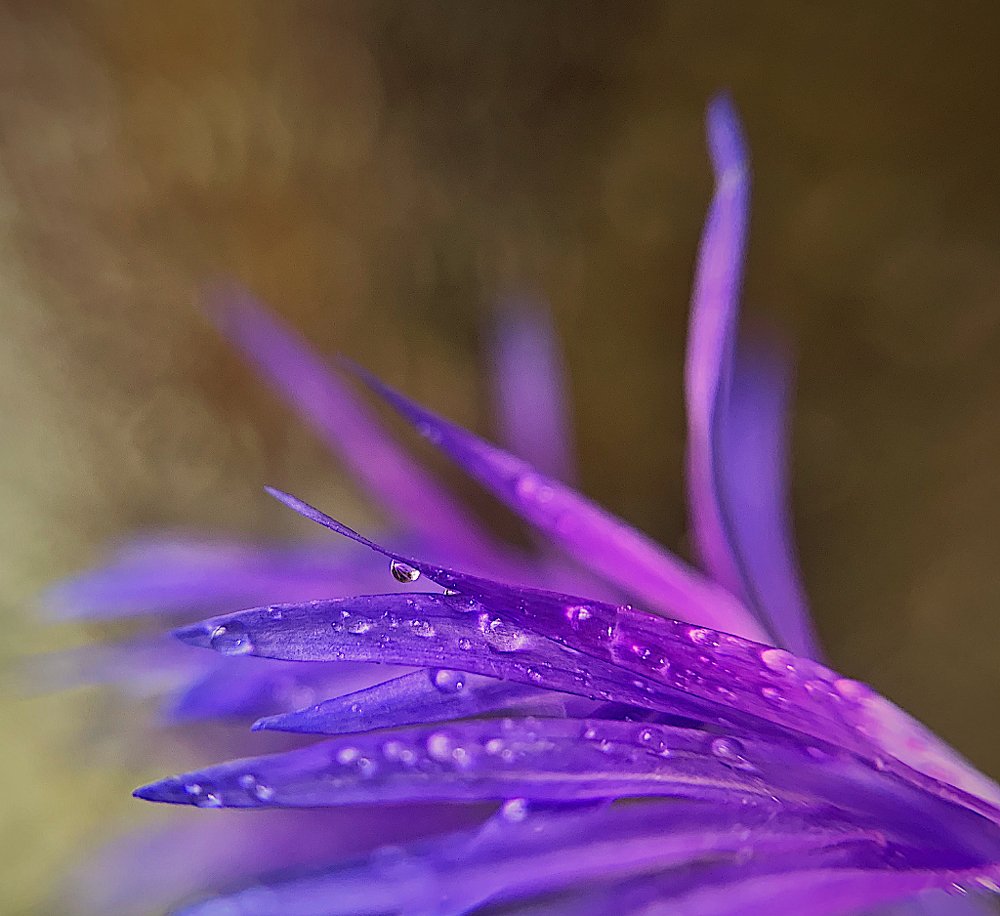 Photograph by Ирина Иливахина