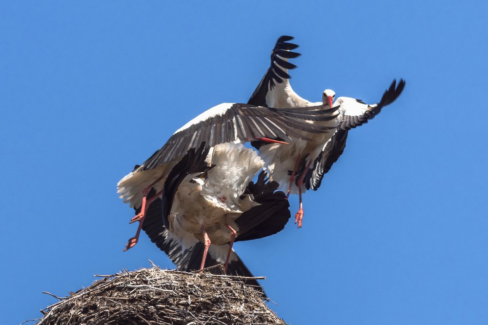 Аисты. "Любовный треугольник".