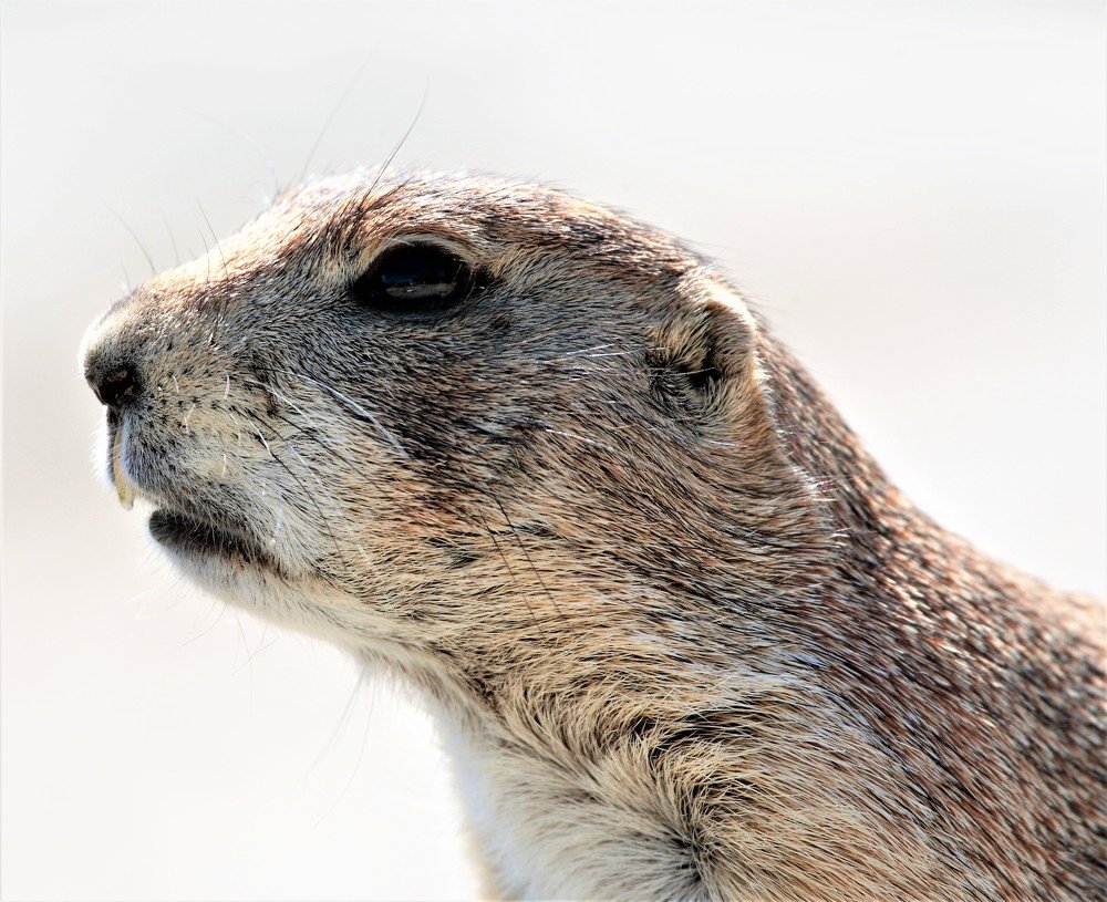 Photograph by Anja kroes