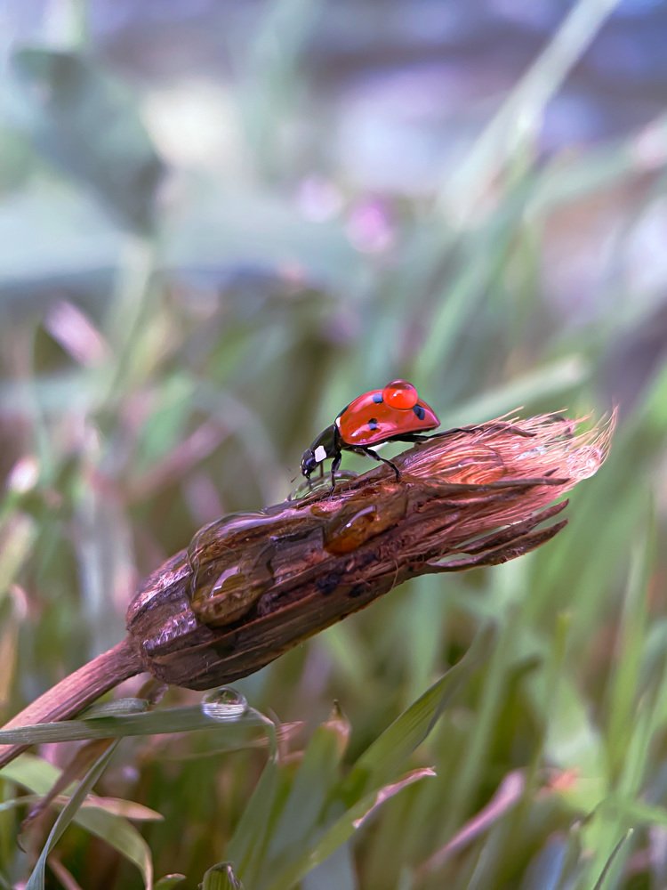 После дождя