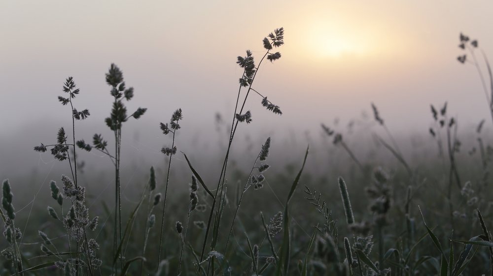 Туманный рассвет.