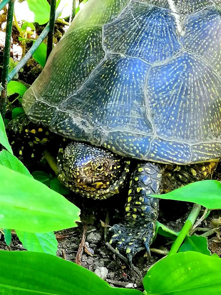 Нежданный гость