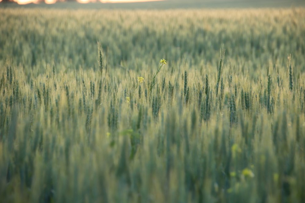 Photograph by Наталья Стальмакова