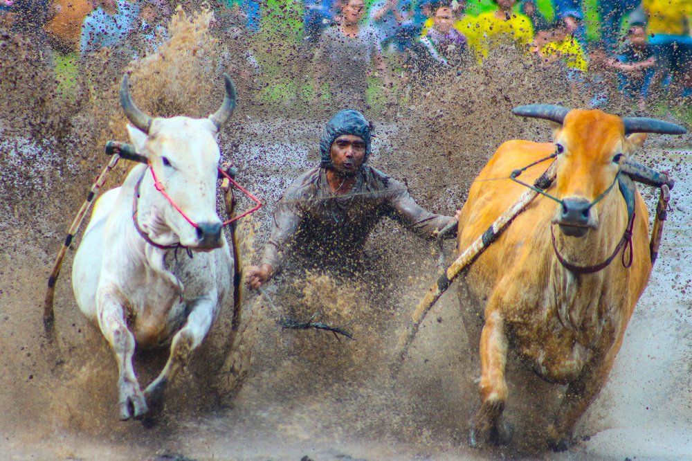 Pacu Jawi (Cow Race)