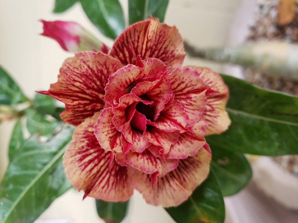 Seed grown dessert rose