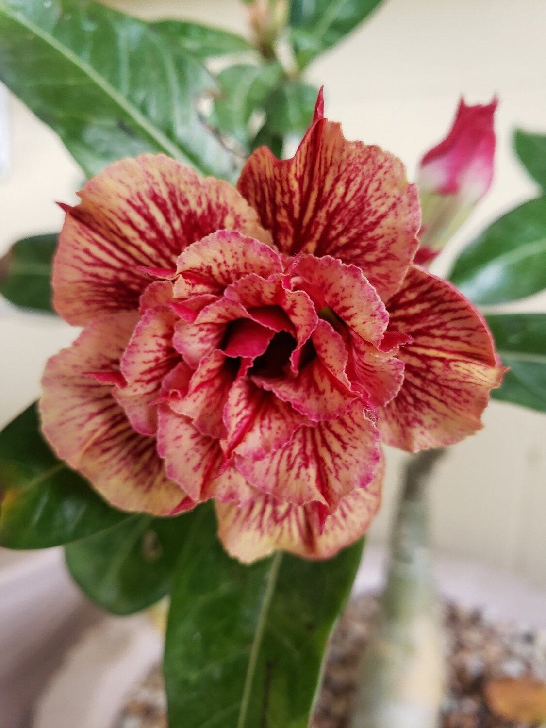 Seed grown dessert rose