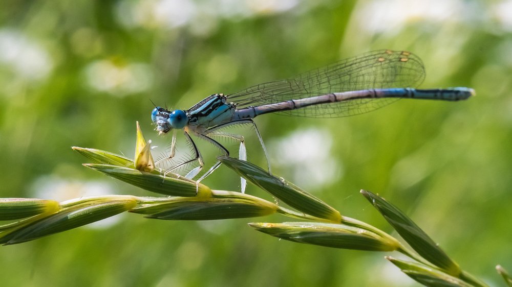 Стрекоза Стрелка.
