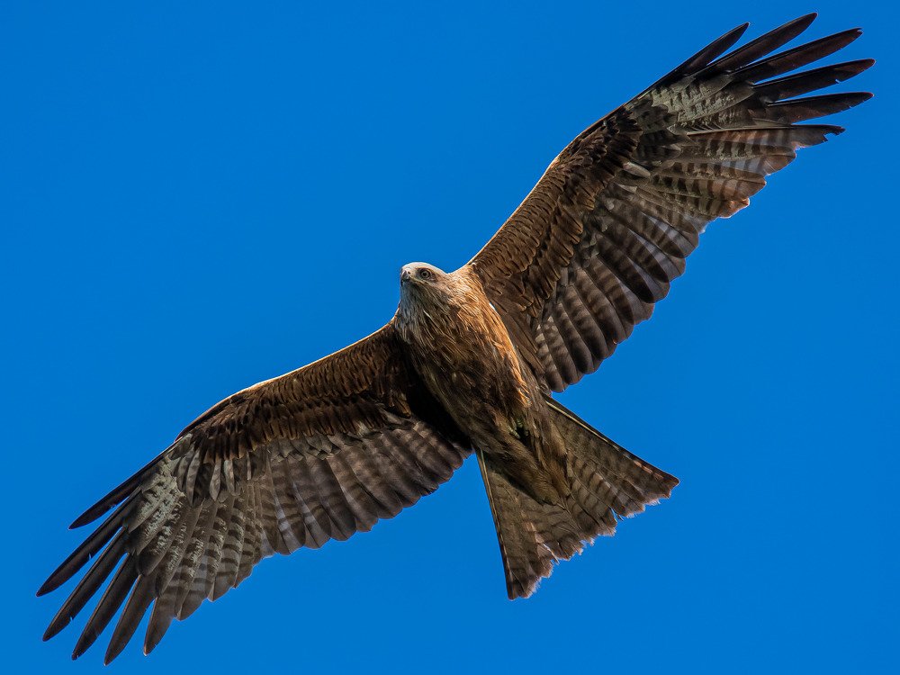 Чёрный Коршун. Milvus migrans.