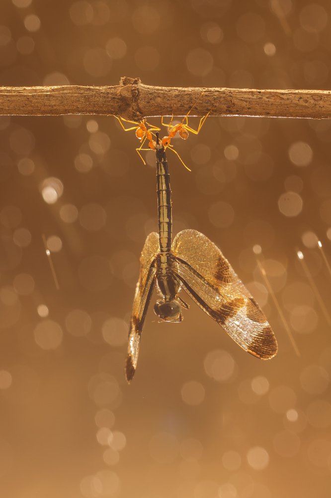 Photograph by Md. Rakibul Islam