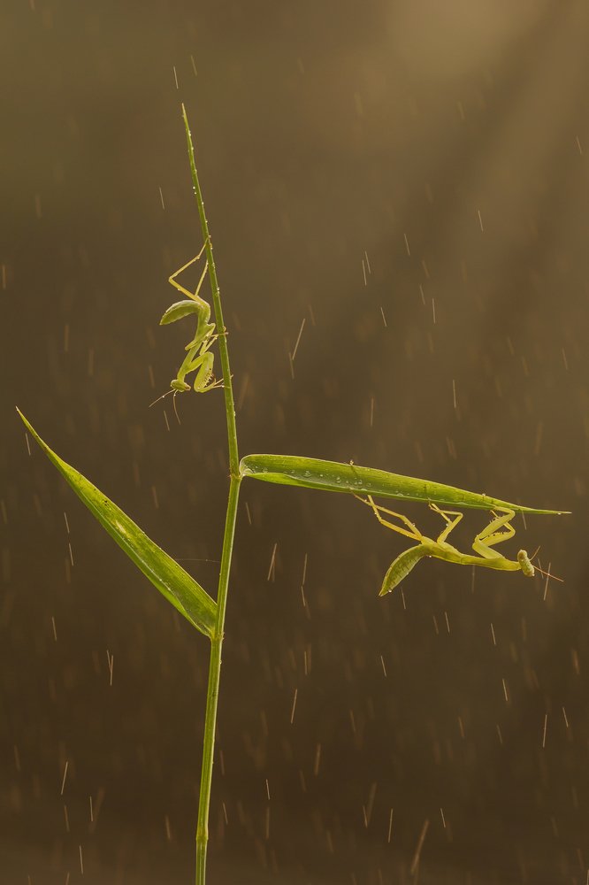 Photograph by Md. Rakibul Islam