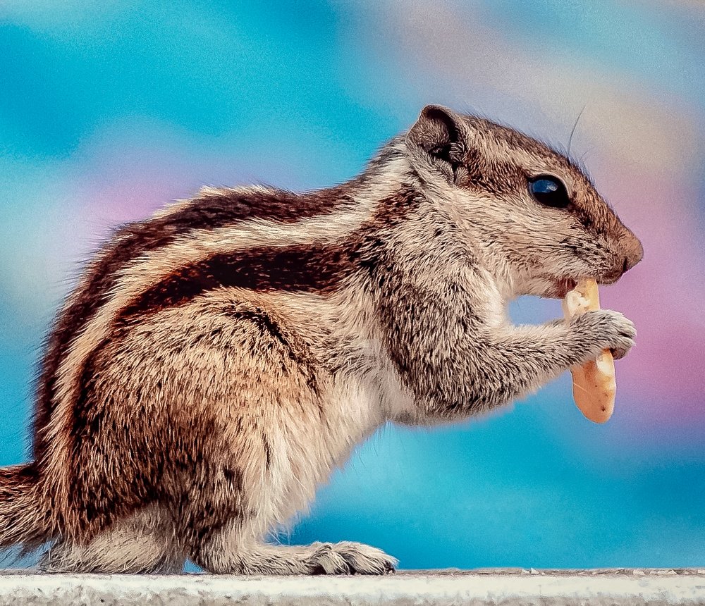 Photograph by Mitrangshu Banerjee