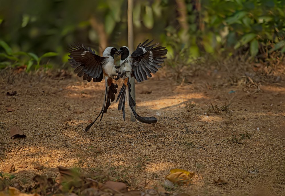 Photograph by Pranesh Kodancha