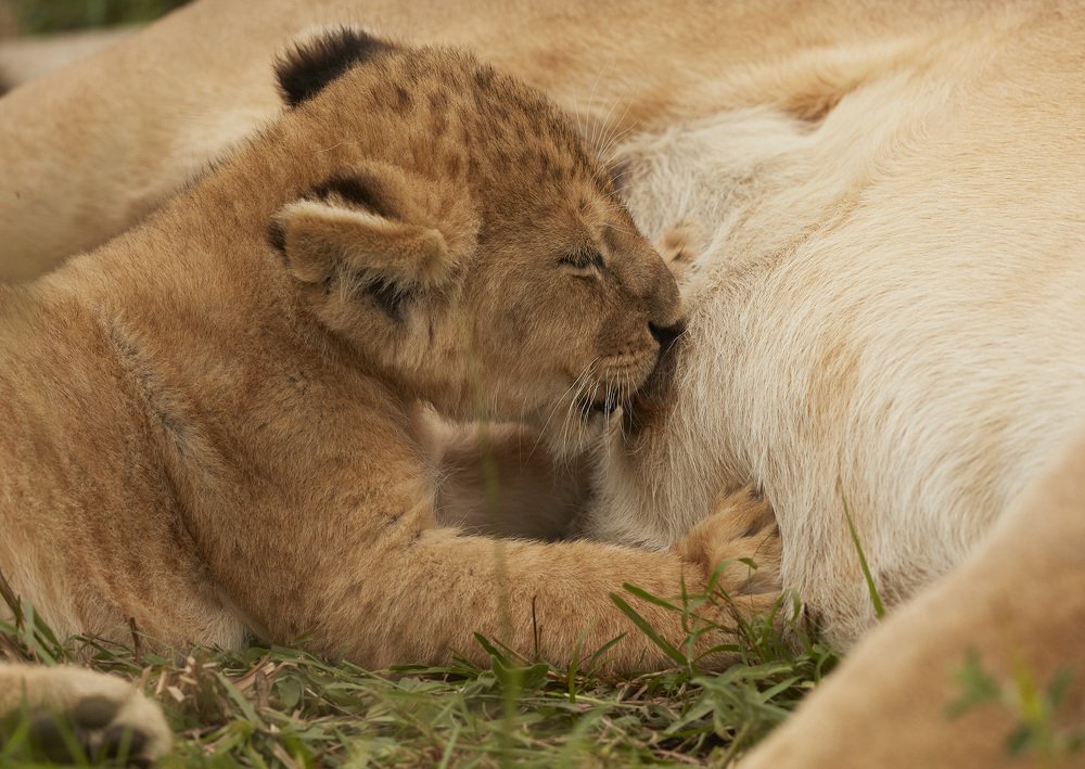 Photograph by Suresh Kumar Ramachandran