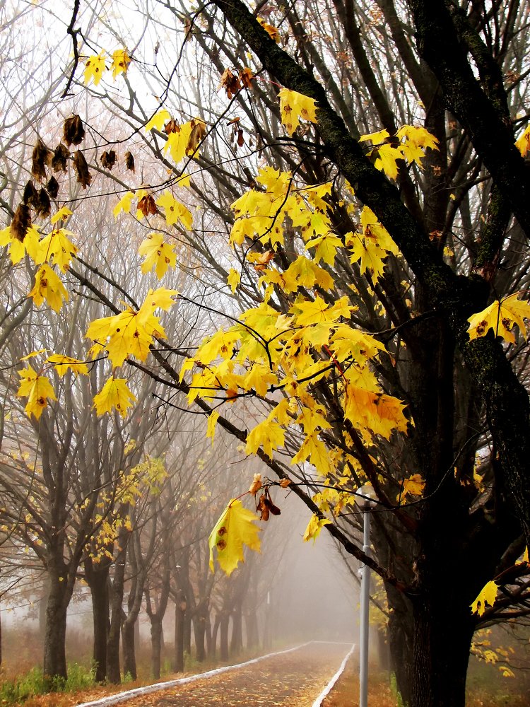 Утро туманное.