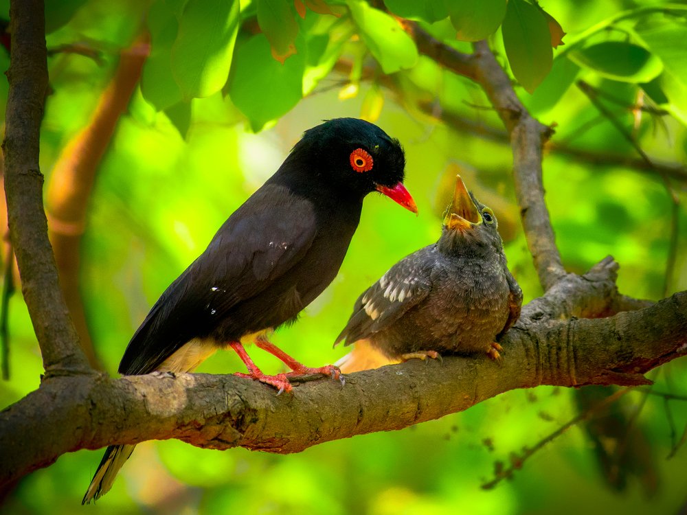 Retz’s Helmet-Shrike