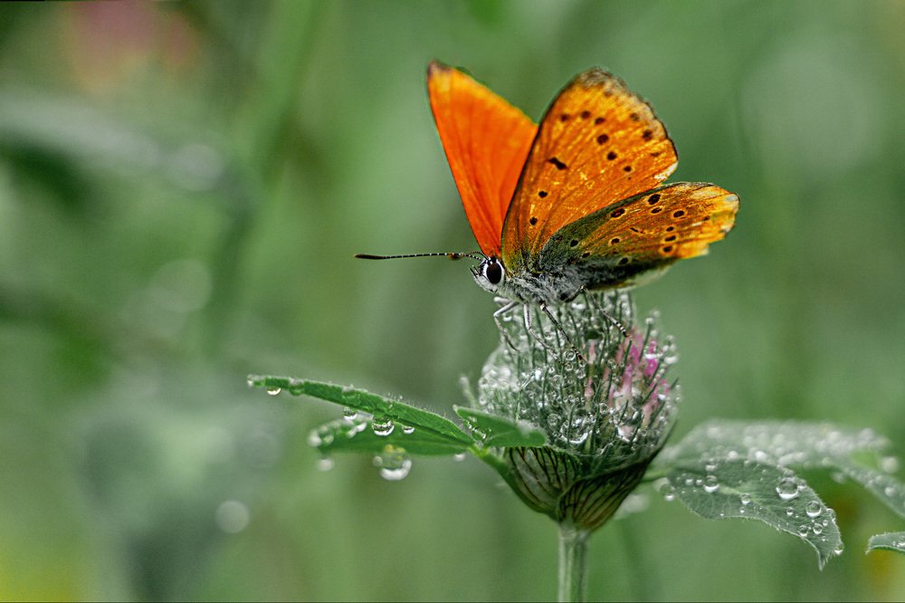 Photograph by Ольга Оверко