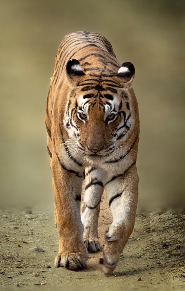 Photograph by USAIDUDDIN QUAZI