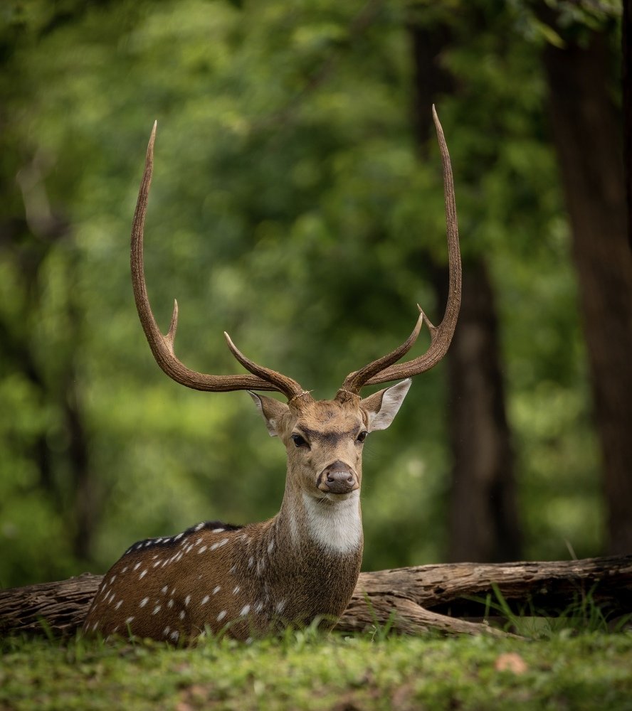 Фотография автора USAIDUDDIN QUAZI