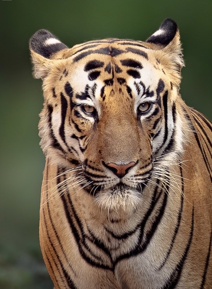 Photograph by USAIDUDDIN QUAZI