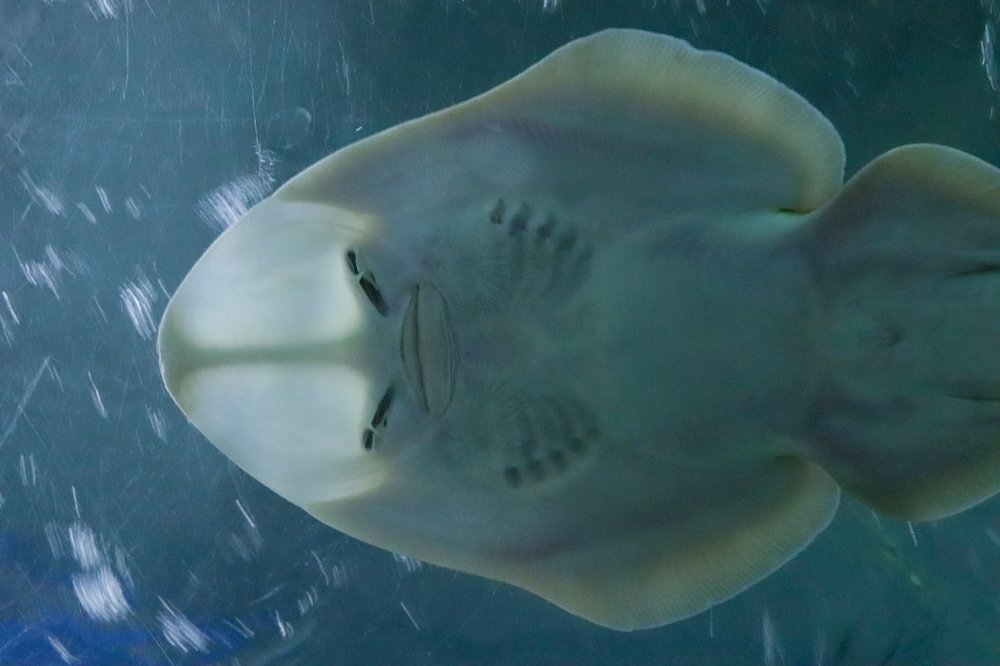 Photograph by Rumel Muhammed