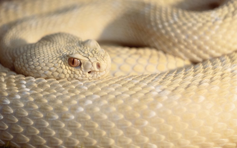 Опасный взгляд