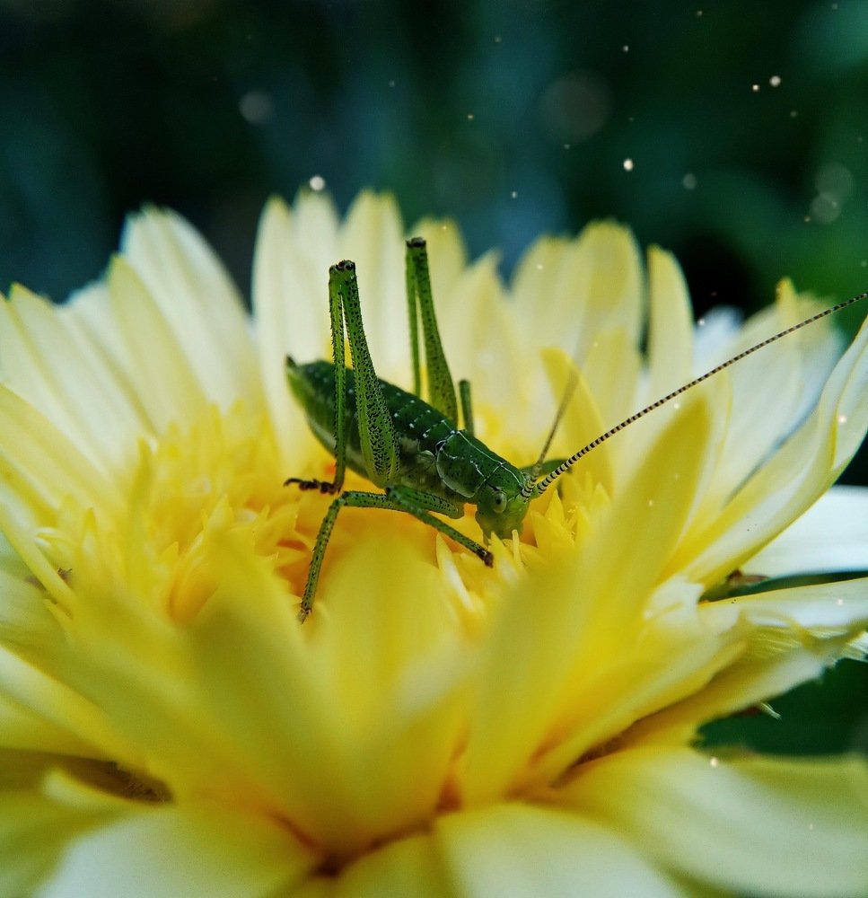 Кузя на прогулке