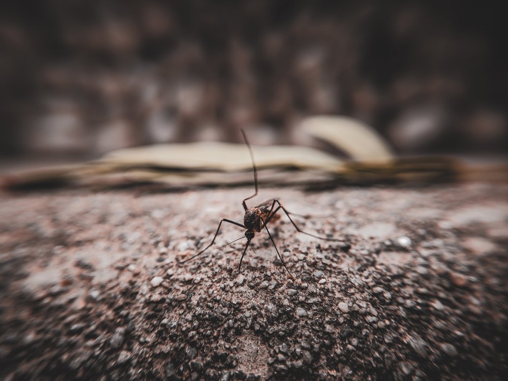 Photograph by Md. Miraz Ul Kabir