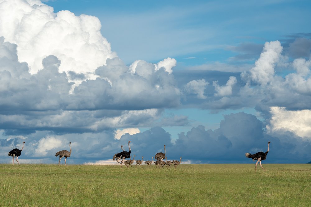 An Ostrich family was moving in the open savananna.