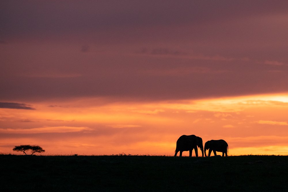 Elephants at Sunset