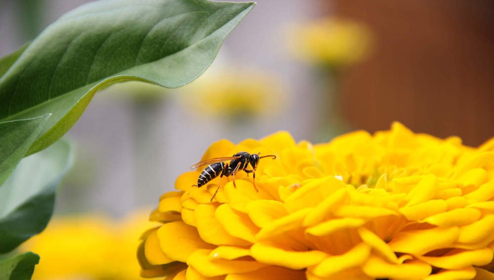 Оса и жёлтый цветок