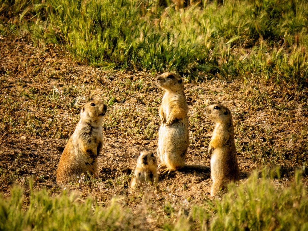 Photograph by Bahrami Ashkan