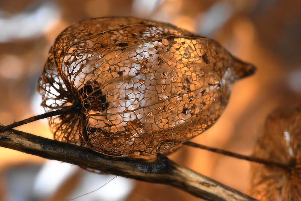 "... До дней последних донца - светить! И никаких гвоздей!"