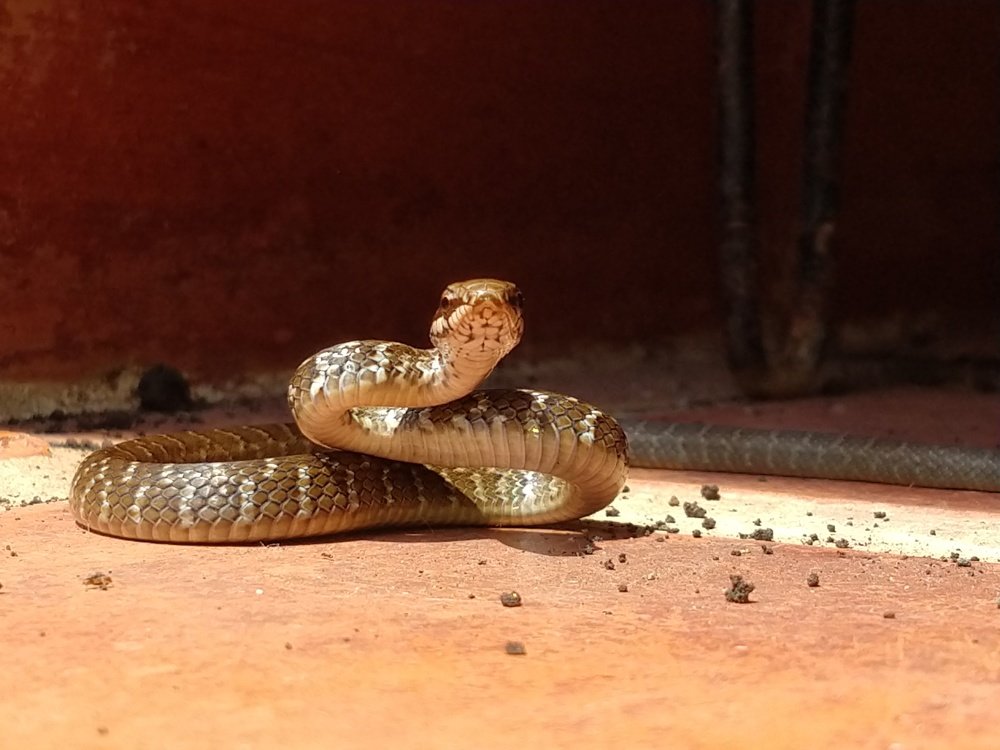 Photo #4721782