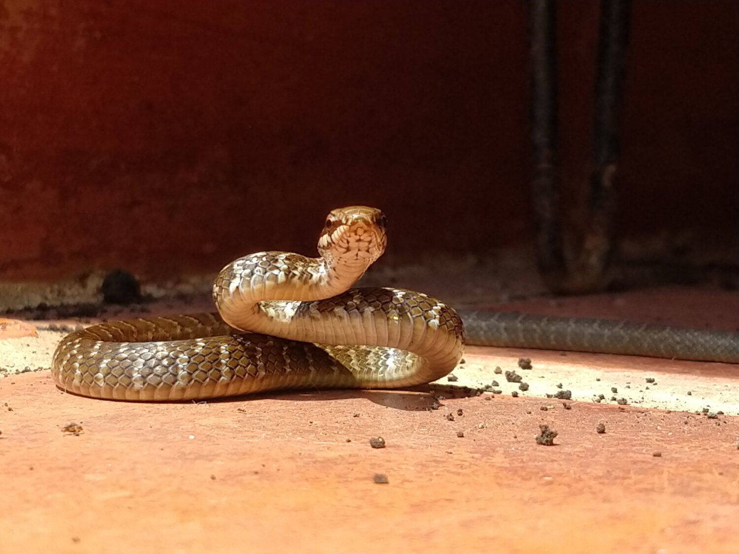 Photo #4721782