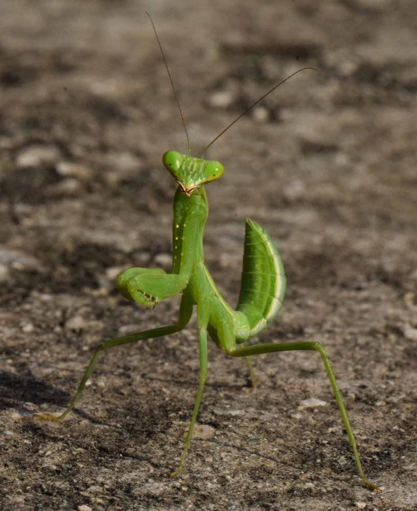 Photograph by Rupesh Poudel