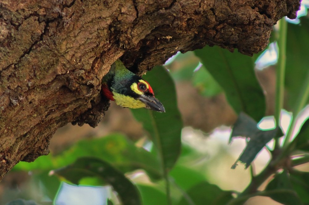 Photograph by Tofayel Ahmed