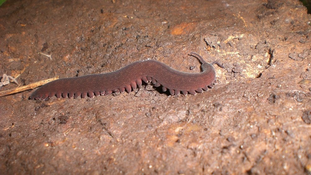 Living fossil.