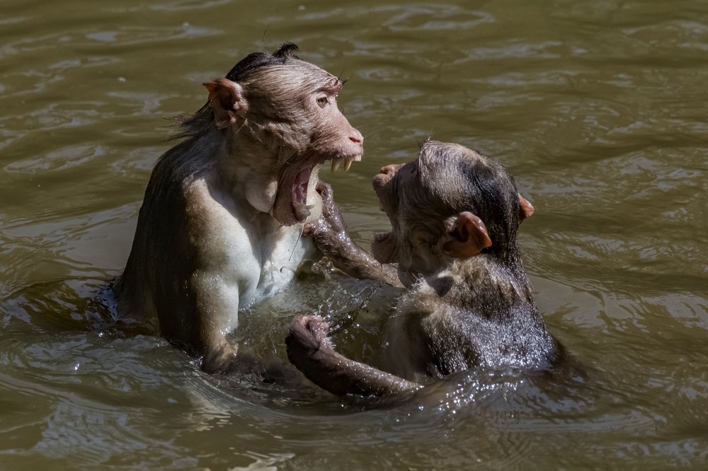 Photograph by Sameer Bhalekar