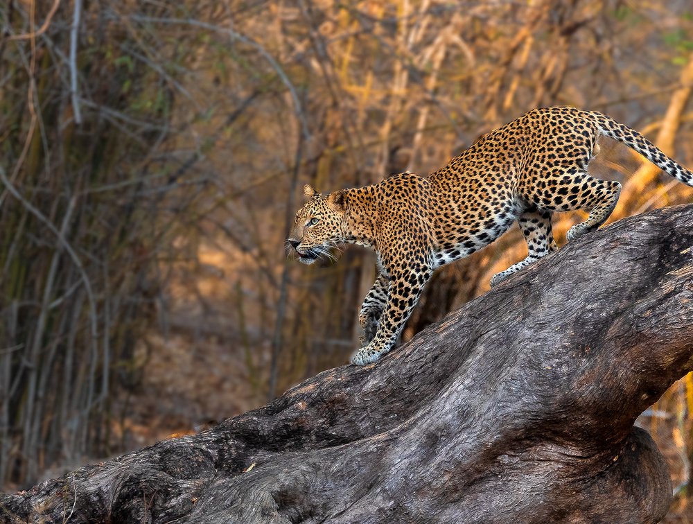 Leopard Habitat Shot