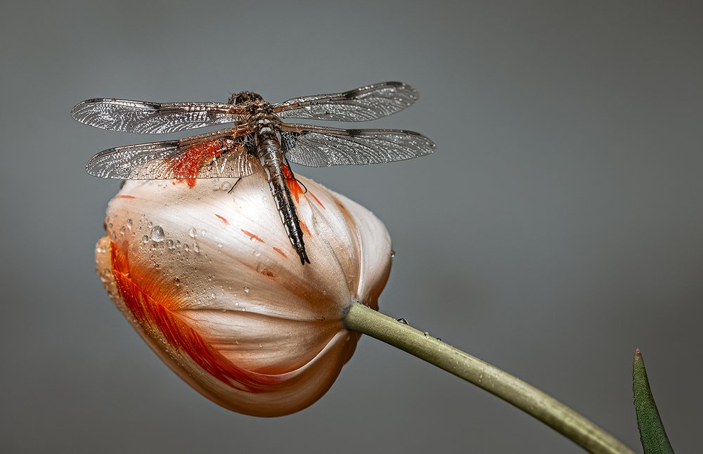 Кругоцветное путешествие