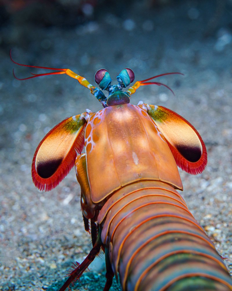 Блеск золотых эполет...