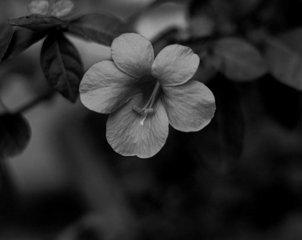 Photograph by Wislei rabello