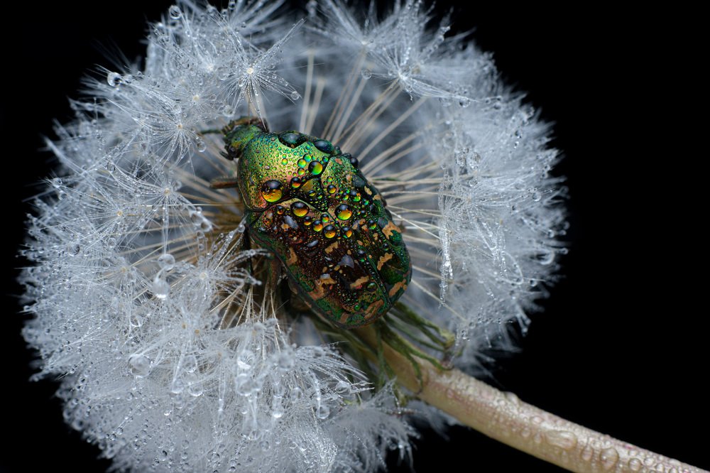 Фотография автора Nina Strizhikozina