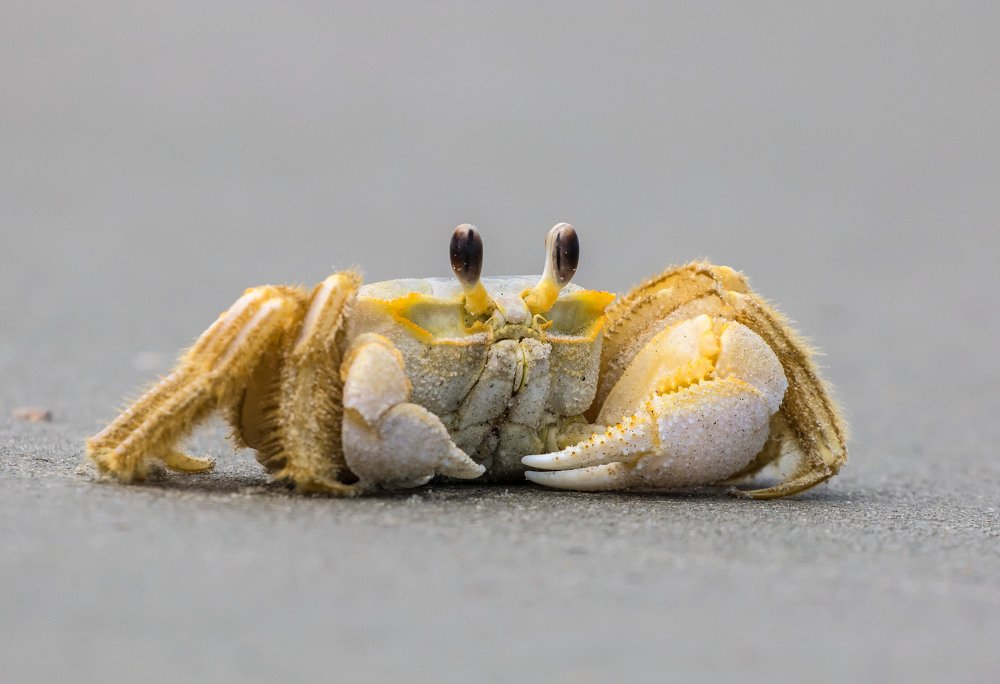 Ghost Crab on the National Seashore